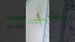 Grasshopper running on the floor #shorts