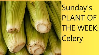 (Video 27) Sunday's PLANT OF THE WEEK: Celery