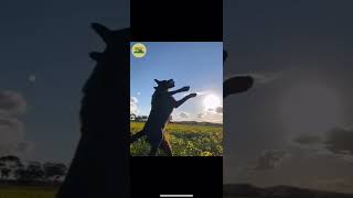 Sheeps&dog #animalsvideo #shortvideo