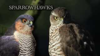 Sparrowhawk at rest in the garden