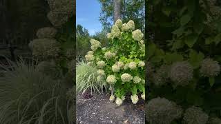 Margo's Garden Center Plants & Flowers