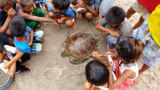 Green sea turtle release after recovery - Dahican Beach - Philippines