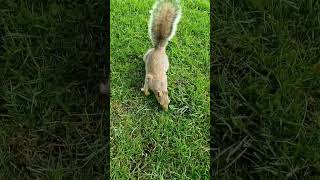 He's basically one of us now 😆 🤣  #squirrel #animals #wildlife #travel #smile #beautiful #park #fyp