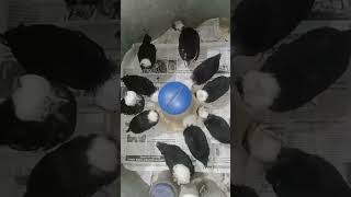 Creasted police cap chicks 1.5 month old chicks for sale 8103145060 #chicken