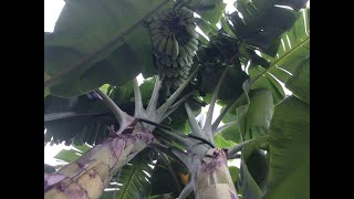 Whopper Banana Bunch Coming Soon! |How to Tell When A Banana Tree Will Fruit