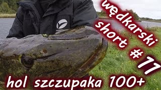 WĘDKARSKI SHORT #11 /HOL SZCZUPAKA 100+/pike fishing 100+  savage gear brown trout