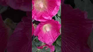 Pink or Red Hollyhocks! Flowers of grandmothers  garden.