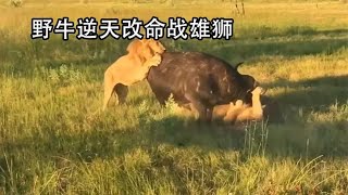 3只雄狮合力狩猎野牛！1只被重伤1只被追着打，难以置信