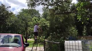 Tree Branch Removal