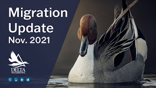 Migration Update | November 2021