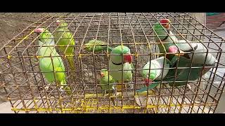 Talking indian parrots