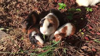 Abyssinian Guinea Pig: An Adorable and Unique Companion | All about Abyssinian Guinea Pig