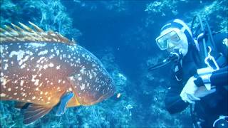 NEUES aus dem Naturschutzgebiet Pianosa bei ELBA - iTALIEN