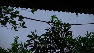 Relaxing Rain Sounds In Village #rain #rainsounds #villagerainyday