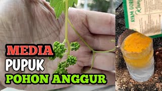 Pupuk untuk pohon anggur agar cepat berbuah