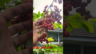 Buah unik BUAH APAKAH ITU? #shortsvideo #short #shortsfeed