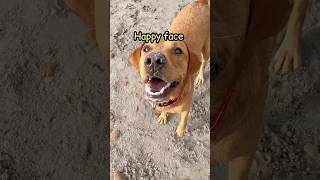 These dogs love getting filthy! #boxerdog #labrador #happydogs