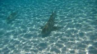 Swimming with Sharks in Bora Bora