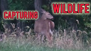 CAPTURING WILDLIFE | ENTERTAINMENT | THE WILD #enjoy #wildlife