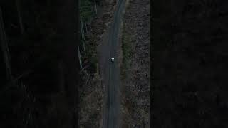 Dirt Bike Ride Through the Forest