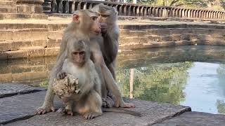 Sweet monkey families pigtail sits grooming together looks at adorable