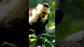 Fakta Monyet Capuchin #faktaunikhewan #faktaduniahewan #bettasplendens #animals #faktaunikbinatang