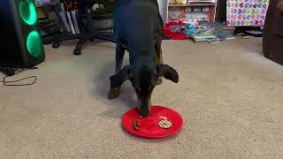 doberman taste test