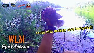 MANCING NILA LIAR || BALOAN SAYAP KANAN WADUK LAHOR MALANG #eps51