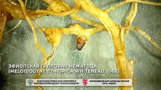 Эфиопская галловая нематода (Meloidogyne ethiopica Whitehead, 1968)