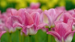 A tulip is a flowering plant belonging to the genus Tulipa, which is part of the Liliaceae family|