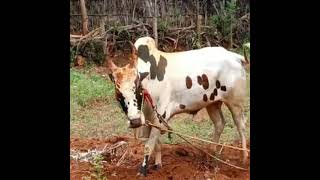 jallikattu whatsapp status in tamil                                               //My village King