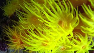 Yellow SunCoral - Tubastraea aurea - (Quoy and Gaimard, 1833)