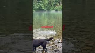 summer steel tributary fishing #country #pnw #fishing