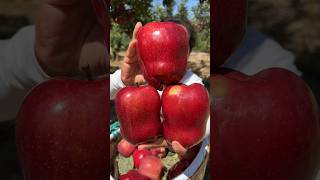 So fresh harvest sweet apple fruit  in beautiful farming #apple #fresh #harvest #satisfying