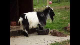 Goat playing with food