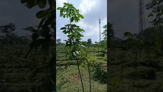 TRAVEL  :  NATURE ' S  BEAUTY LOCALITY   :    NARUKARA                 VIEW,  SHARE , SUBSCRIBE