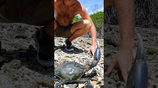 GIANT MUD CRAB: Hand Catching For Island Survival