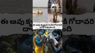 cow crosses the Godavari to the temple of Krishna#shortsfeed #hanumangod #avtelugutalks