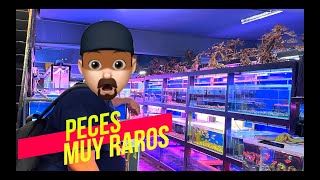 ESTA TIENDA DE ACUARIOS EN MALASIA ES UNA LOCURA😱🐟🐠