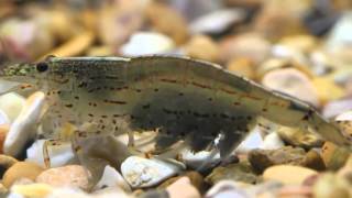 Pregnant Japonica Amano Shrimp Fanning Her Eggs