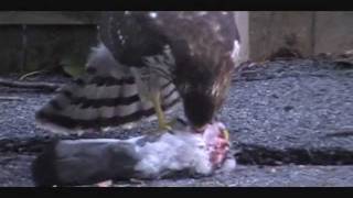 Hawk Eating Pigeon