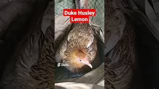 🐓🙌🏼 Duke Husley Lemon Gamefowl - Broody Hen