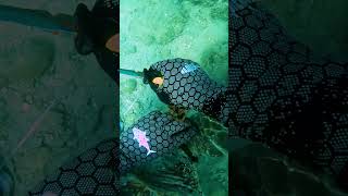 Helping A Sea Turtle Tangled In Fishing Line