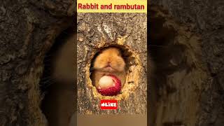 rabbit and  rambutan #shorts #ytshorts #trending #viral #rabbit