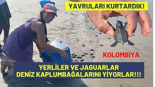 Deniz Kaplumbağalarının Okyanusa Kavuşma Mücadelesi