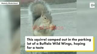 Squirrel caught chowing down on chicken wing