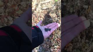 Hand Feeding Red-Breasted Nuthatches and Chickadees