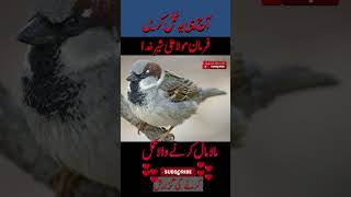 How to Save Home sparrow? Rizq mein barkat ka wazifa. #rizq #sparrow #wonderful #shorts #