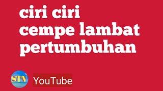 ciri-ciri cempe lambat pertumbuhan nya@sstvchenel