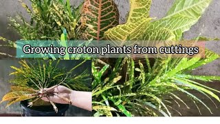 How to grow croton plants from cuttings?| water propagation